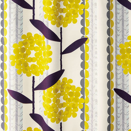 V-1234(KEIRANSASU/ケイランサス)